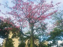 -光明港公园