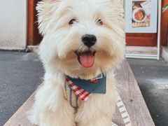 -翊宠yipet猫狗购宠庄园犬舍•猫舍