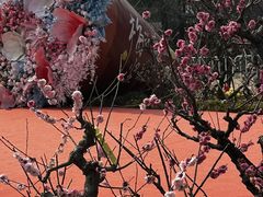 -红梅公园