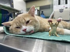 -瑞派动物医院·猫专科·至诚(江南中分院)