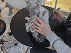 -momokira米努特·德文卷毛猫·棉花面纱犬