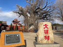 -大槐树寻根祭祖园