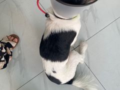-艾吉宠物医院·疑难杂症转诊中心·猫友好(碧江路院)