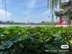 -济南大明湖景区