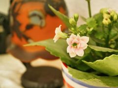 -燕庭·纯燕窝·甜品下午茶(南京西路店)