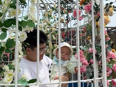 -荷兰花海