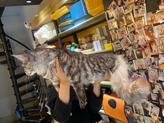 -欣宠猫屋·矮脚拿破仑·蓝金金渐层