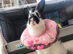 -菲尔斯特宠物医院