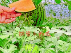 -西瓜小镇
