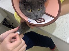 -萌兽医馆·宠物医院·猫骨科(创景店)