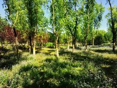 -永定河休闲森林公园