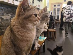 -猫色咖啡·猫咖