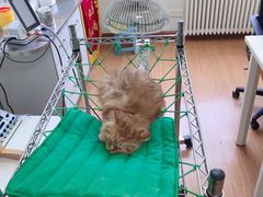 -北京观赏动物医院·24小时大型综合·猫专科·异宠专科