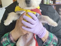 -艾贝尔宠物医院 ·内科全科(梁溪路店)