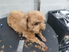 -宠福鑫康馨动物医院·骨科·眼科