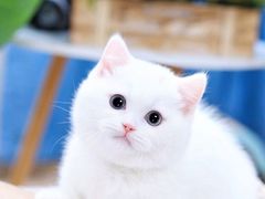 -70cat德文卷毛猫·缅因猫纯种猫舍