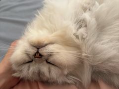 -瑞鹏宠物医院·骨科·猫科·内科(第一中心)