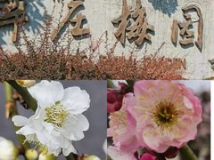 -莘庄梅园