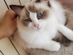 -这儿没有猫·猫咖萌宠馆·撸猫