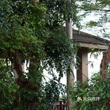 南山南，看妈湾
