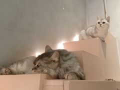 -猫儿山۰猫主题餐厅