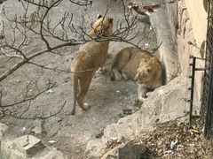 -大连森林动物园