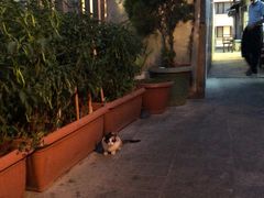 -Old Ottoman Cafe & Restaurant