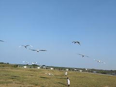 -盐城丹顶鹤湿地生态旅游区