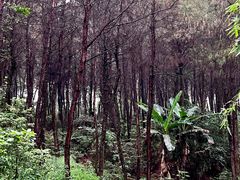 -铁山坪森林公园