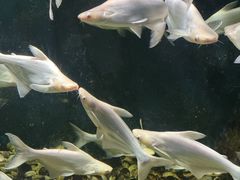 -西安曲江海洋极地公园