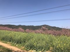 -天适樱花悠乐园