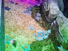 -上海海洋水族馆