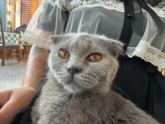 -猫小院猫主题餐厅(南锣旗舰店)