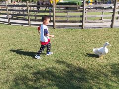 -前小桔亲子创意农场·草莓采摘·露营烧烤