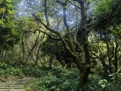 -黄埔油麻山森林公园