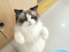 -鼓捣猫呢主题猫咖店