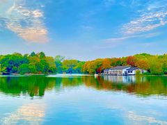 -上海共青森林公园