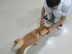 -特一安24小时宠物医院·骨科·中兽医