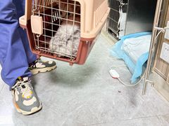 -半岛宠物医院24小时(白果林店)
