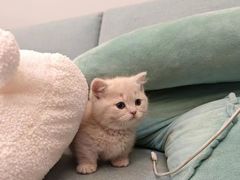 -欣宠猫屋·矮脚拿破仑·蓝金金渐层