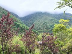 -卧龙中华大熊猫苑神树坪基地