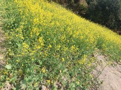 -长洲岛都市农业公园