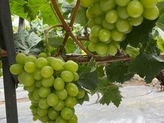 -金谷域澳洲庄园