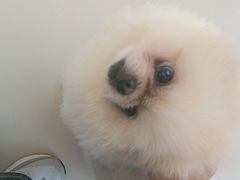 -怪兽屋·羊驼·猫咖·狗咖(俊华广场店)