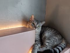 -猫儿山۰猫主题餐厅