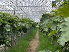 -马陆小张葡萄园农家乐