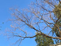 -上海佘山国家森林公园天马山园