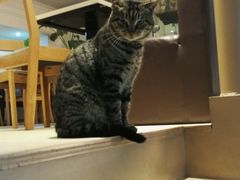 拦路猫-时光啡驭(江苏路店)