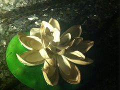 iphone_upload_pic-SPA·印象足道养生(大运河度假区四望亭店)
