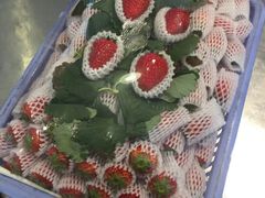 -菜园坝水果市场
